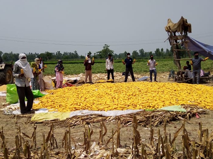 Spring maize in Uttarakhand