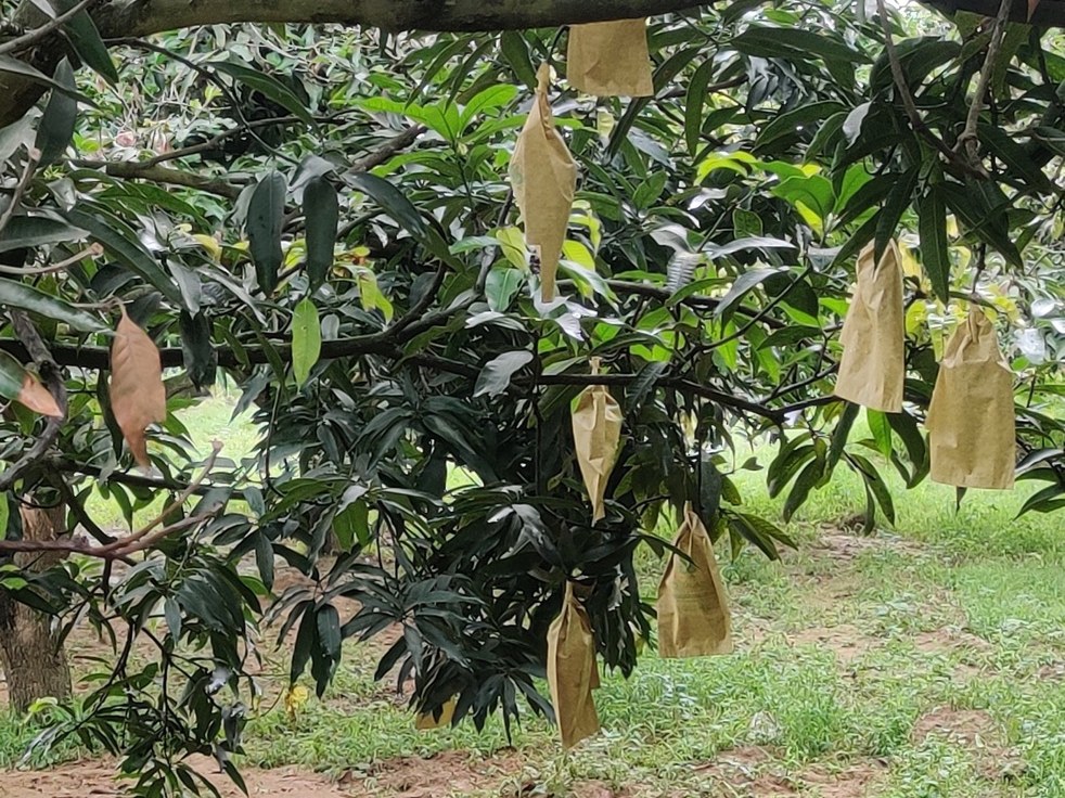 Export-compliant mango in Uttar Pradesh
