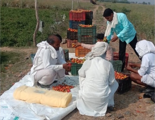 Off-season tomato for Delhi-NCR